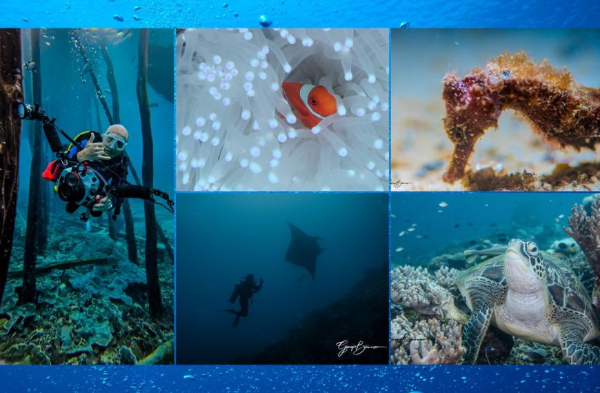 Out of Office: Meet the scientist who dives deep into underwater photography